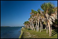 Dense grove of Palm trees, Fort De Soto Park. Florida, USA ( color)