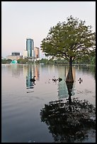 Bald Cypress tree in Lake Eola and high rise buildings. Orlando, Florida, USA (color)