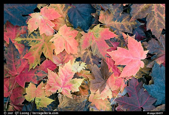 Close-up of maple leaves in fall colors. Georgia, USA