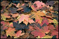 Close-up of fallen maple leaves. Georgia, USA ( color)