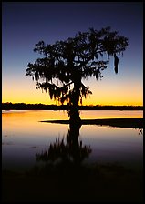 Bald cypress silhouetted at sunset, Lake Martin. Louisiana, USA ( color)