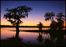 Bald Cypress at sunset on Lake Martin. Louisiana, USA ( color)
