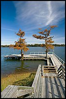 Deck and bald cypress on Lake Providence. Louisiana, USA (color)