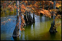 Cypress in fall colors, Lake Providence. Louisiana, USA