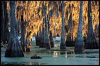 Bald Cypress covered with spanish moss, Lake Martin. Louisiana, USA