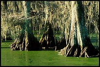 Pictures of Spanish Moss