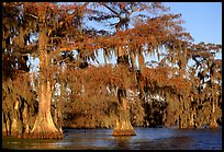 Bald cypress, late afternoon, Lake Martin. Louisiana, USA ( color)