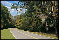 Road curve bordered by tree with Spanish Moss. Natchez Trace Parkway, Mississippi, USA ( color)