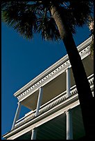 Palm tree and facade with columns, looking upwards. Charleston, South Carolina, USA ( color)