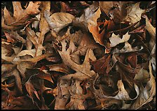 Fallen leaves close-up. Tennessee, USA
