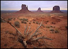 Roots, red earth, and Mittens. Monument Valley Tribal Park, Navajo Nation, Arizona and Utah, USA ( color)