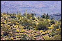 Organ pipe cactus and brittlebush on hillside, North Puerto Blanco Drive. Organ Pipe Cactus  National Monument, Arizona, USA (color)