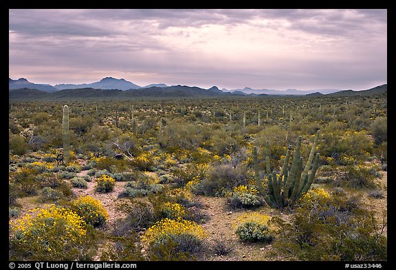 Cactus and brittlebush in the spring under cloudy skies, North Puerto Blanco Drive. Organ Pipe Cactus  National Monument, Arizona, USA