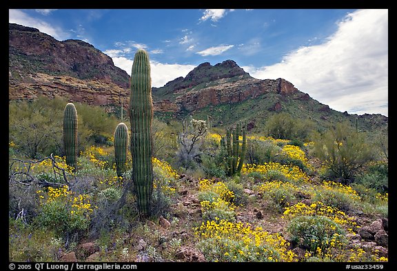 Cactus, field of brittlebush in bloom, and Ajo Mountains. Organ Pipe Cactus  National Monument, Arizona, USA