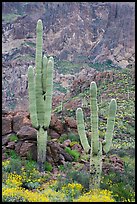 Multi-armed saguaro cactus in spring, Ajo Mountains. Organ Pipe Cactus  National Monument, Arizona, USA (color)