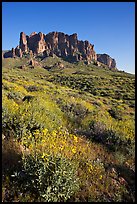 Brittlebush (Encelia farinosa) and craggy mountains, Lost Dutchman State Park, late afternoon. Arizona, USA ( color)