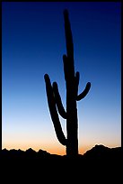 Saguaro cactus silhoueted at sunset, Lost Dutchman State Park. Arizona, USA