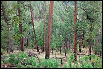 Pine trees, Apache National Forest. Arizona, USA ( color)