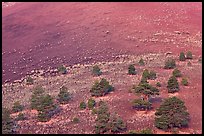 Pines on cinder slopes of crater at sunrise, Sunset Crater Volcano National Monument. Arizona, USA (color)