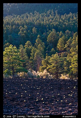 Cinder and forest, Sunset Crater Volcano National Monument. Arizona, USA