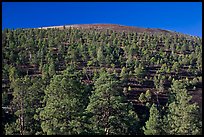 Pine trees on slopes of crater, Sunset Crater Volcano National Monument. Arizona, USA (color)