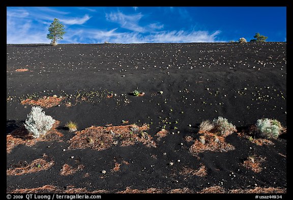 Sparse vegetation on cinder slope. Sunset Crater Volcano National Monument, Arizona, USA (color)