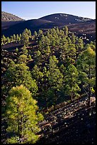 Pine trees growing on lava fields. Sunset Crater Volcano National Monument, Arizona, USA ( color)