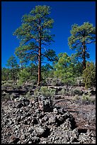 Hardened lava and pine trees, Coconino National Forest. Arizona, USA (color)