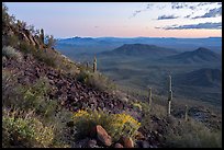 Lava field and desert vegetation on slopes of Table Top Mountain at twilight. Sonoran Desert National Monument, Arizona, USA ( color)