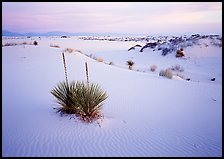 Yuccas and gypsum dunes, dawn. White Sands National Park, New Mexico, USA.