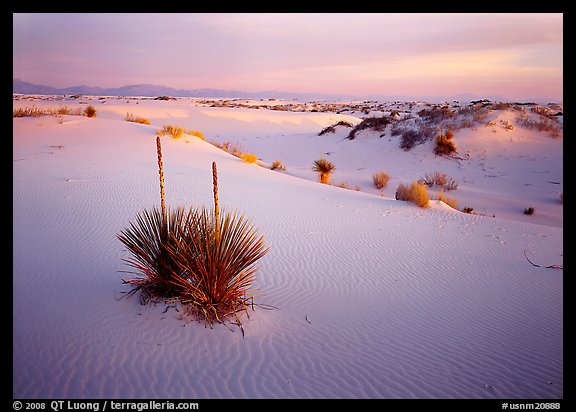 Yucca and white gypsum sand at sunrise. White Sands National Monument, New Mexico, USA
