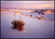 Soap Yucca and white gypsum dune field at sunrise. White Sands National Park, New Mexico, USA.
