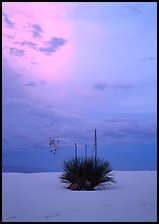 Lone yucca plants at sunset. White Sands National Park, New Mexico, USA.