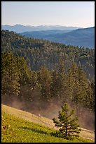 Slope with meadow and forest, Carson National Forest. New Mexico, USA ( color)
