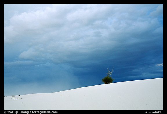 Lone Yucca. White Sands National Monument, New Mexico, USA