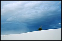 Lone Yucca. White Sands National Monument, New Mexico, USA (color)