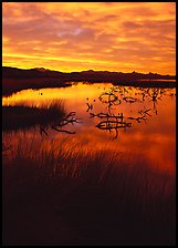 Reeds and branches in marsh, sunrise, Havasu National Wildlife Refuge. Nevada, USA (color)
