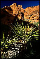 Yucca and red rocks. Red Rock Canyon, Nevada, USA
