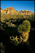 Yucca and cliffs. Red Rock Canyon, Nevada, USA ( color)