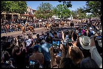 Tourists capture cow parade with phone cameras. Fort Worth, Texas, USA ( color)