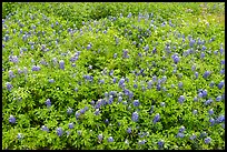 Texas bluebonnets, Lady Bird Johnson Wildflower Center, Austin. Texas, USA ( color)