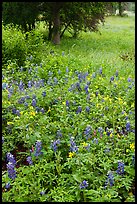Bluebonnets mixed with yellow flowers, Lady Bird Johnson Wildflower Center, Austin. Texas, USA ( color)