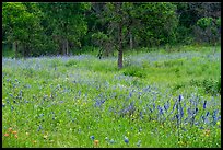 Meadow with wildflowers, Lady Bird Johnson Wildflower Center, Austin. Texas, USA ( color)