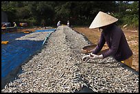 Woman sorting dried fish. Phu Quoc Island, Vietnam ( color)