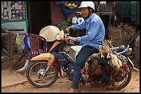 Moterbike rider carrying chickens, Duong Dong. Phu Quoc Island, Vietnam (color)