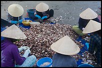 Women in conical hats processing pile of scallops. Mui Ne, Vietnam ( color)