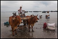 Bullock cart on fishing beach. Mui Ne, Vietnam ( color)