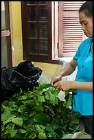 Woman detaching leaves for feeding silkworms. Hoi An, Vietnam (color)