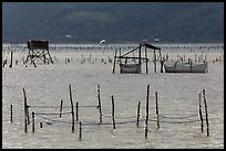Pilings and fishing nets in lagoon. Vietnam ( color)