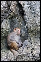 Monkey on cliff. Halong Bay, Vietnam ( color)